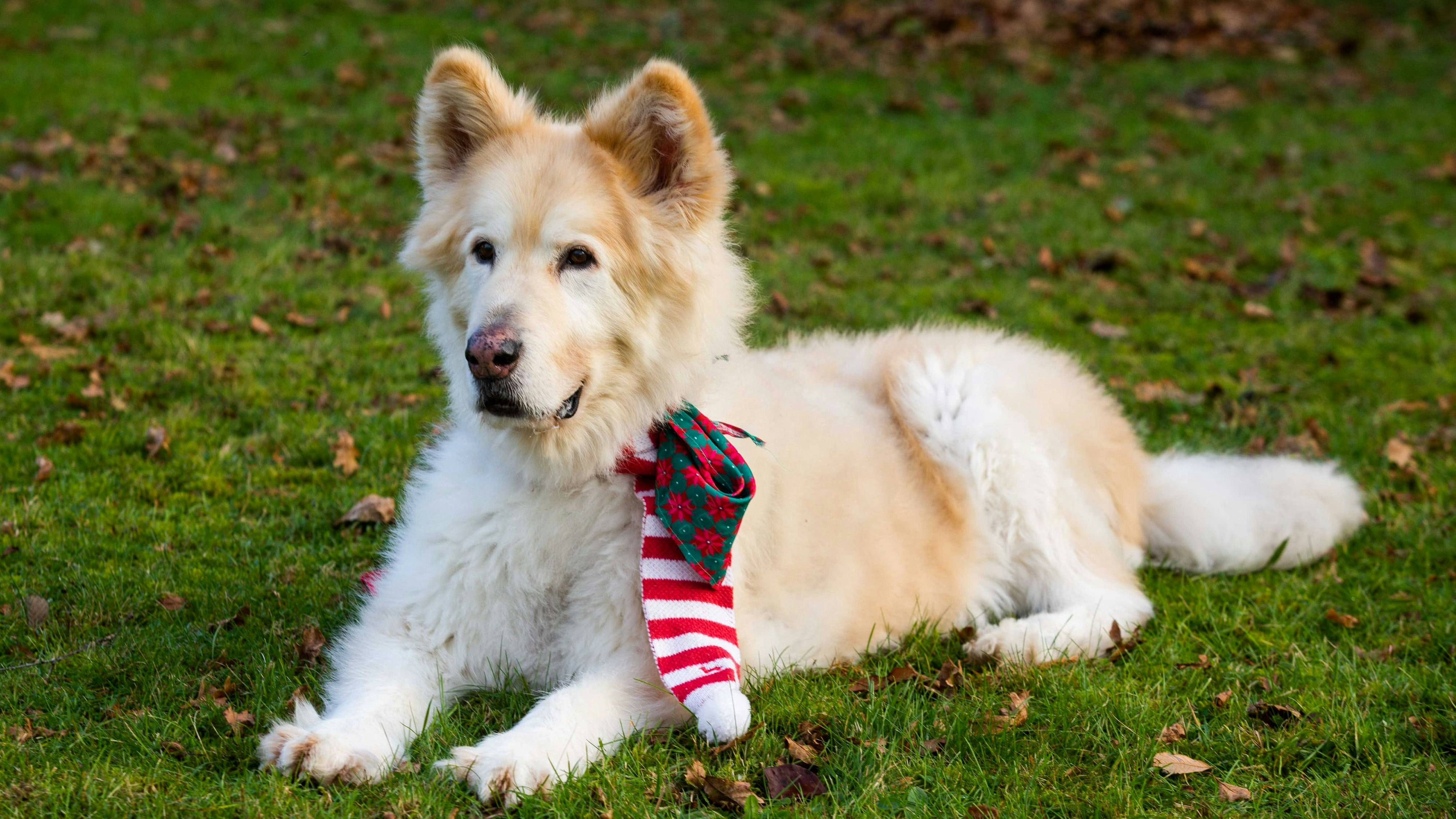 Der 10-jährige Malamut-Rüde "Trojan" hat sich in einem Jahr praktisch "halbiert". 