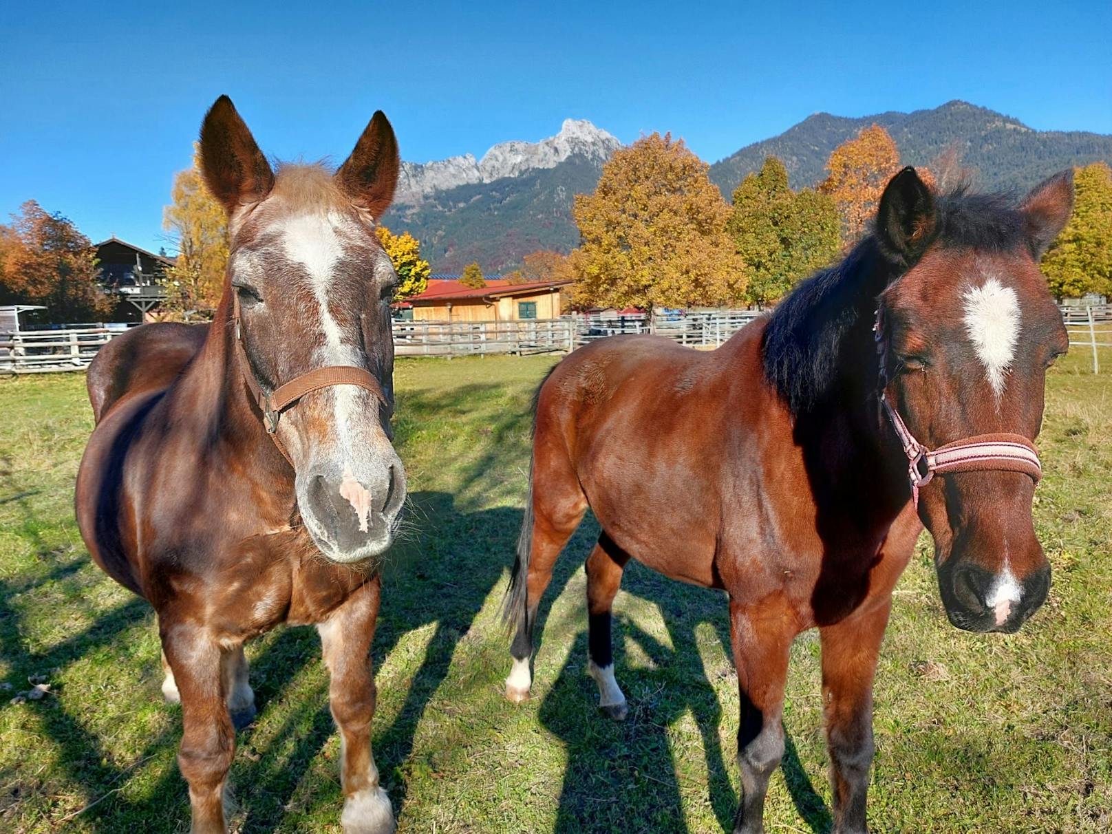 Die beiden Pferde-Omis „Tamara (rechts) und Paula“.