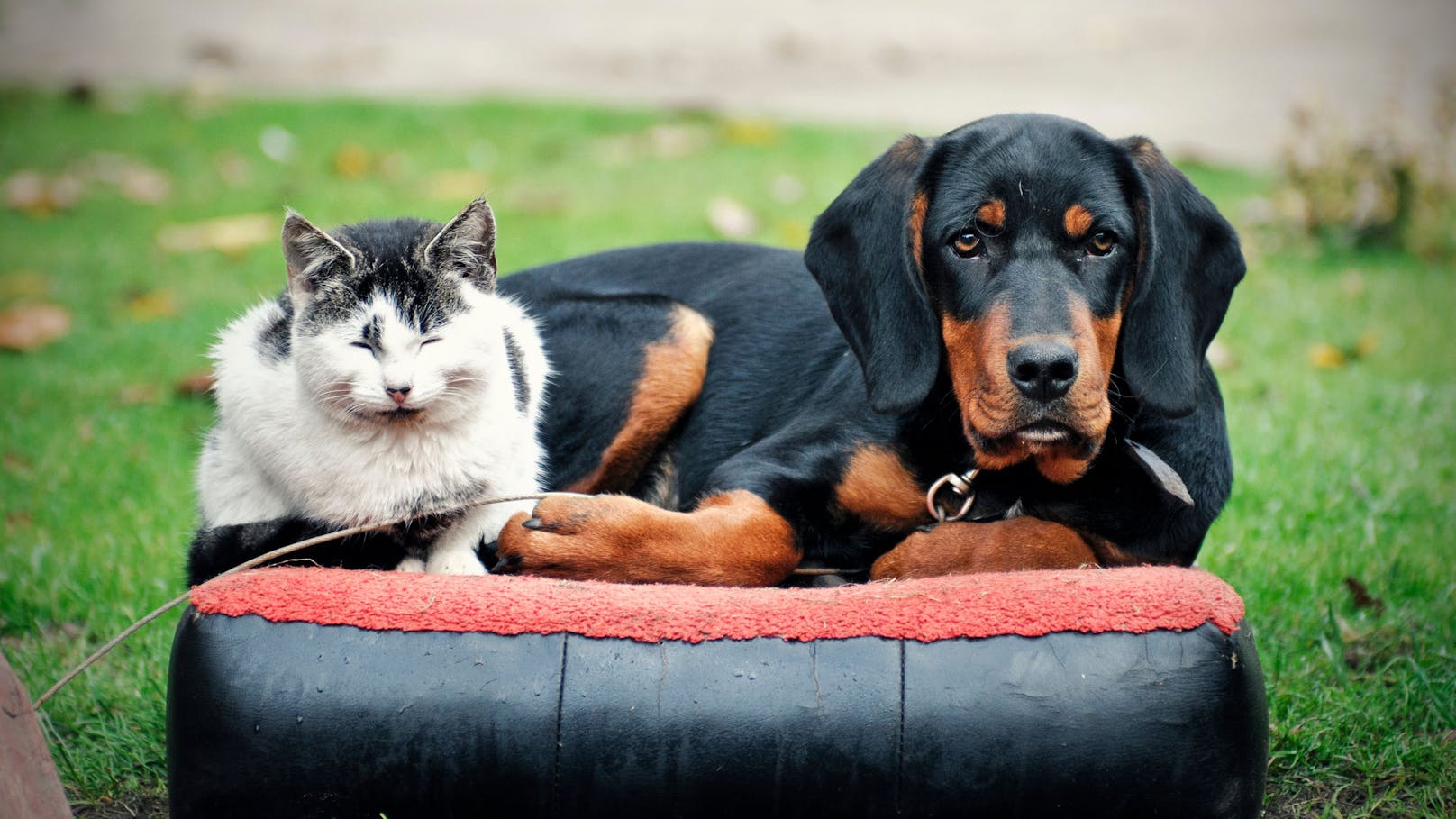 Vergesellschaftung mit Hunden. 