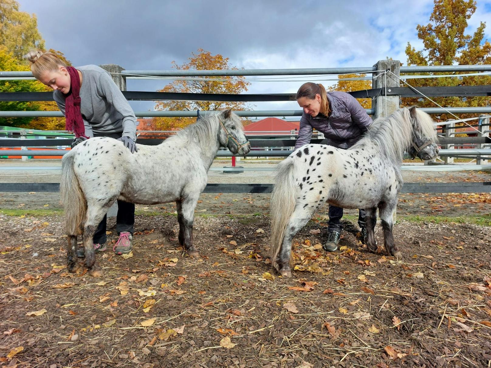 Ingrid Schätzle und ihr Team haben viel Zeit benötigt um den Shetland Ponies Jürgen (links) und Alex das ABC des Lebens zu zeigen