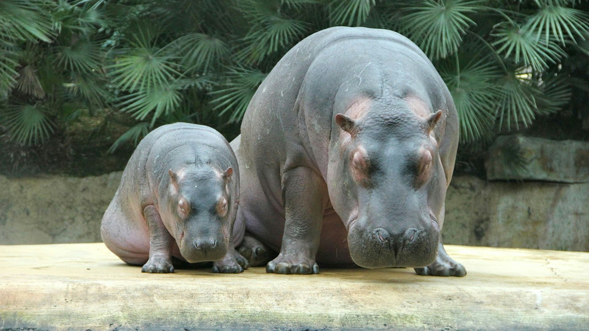 Nilpferd