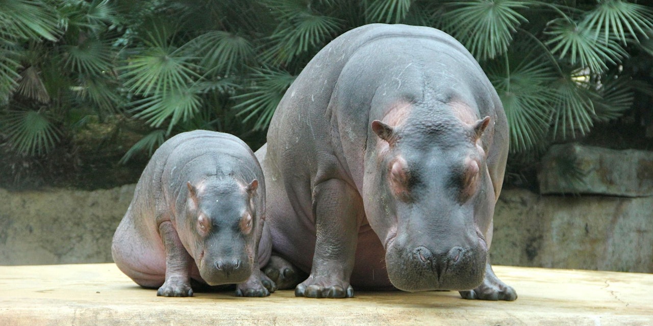 Песни Hippopotamus. Hippo's Song pictures.