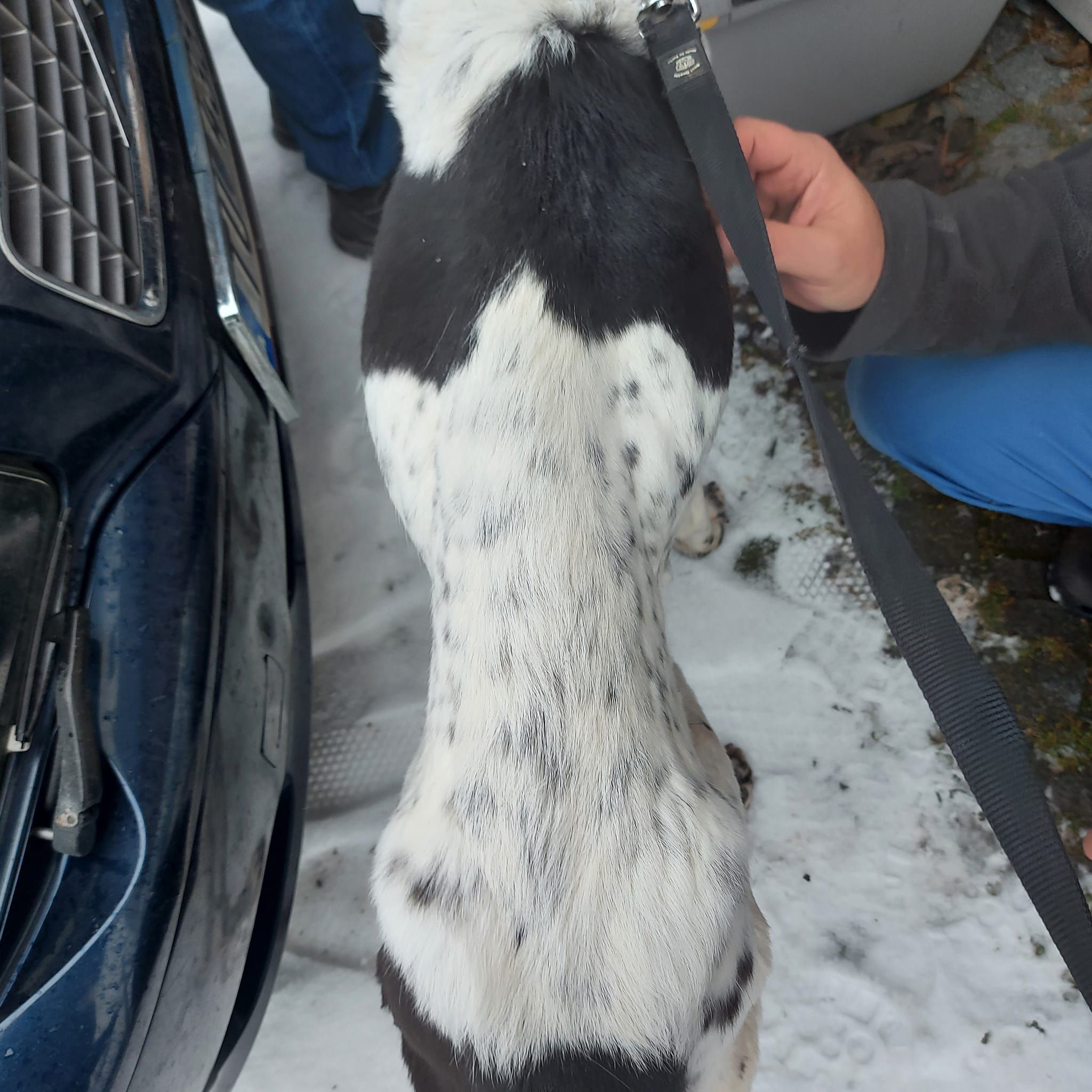 "Hope" wurde mit 15 Kilo Untergewicht aufgefunden.