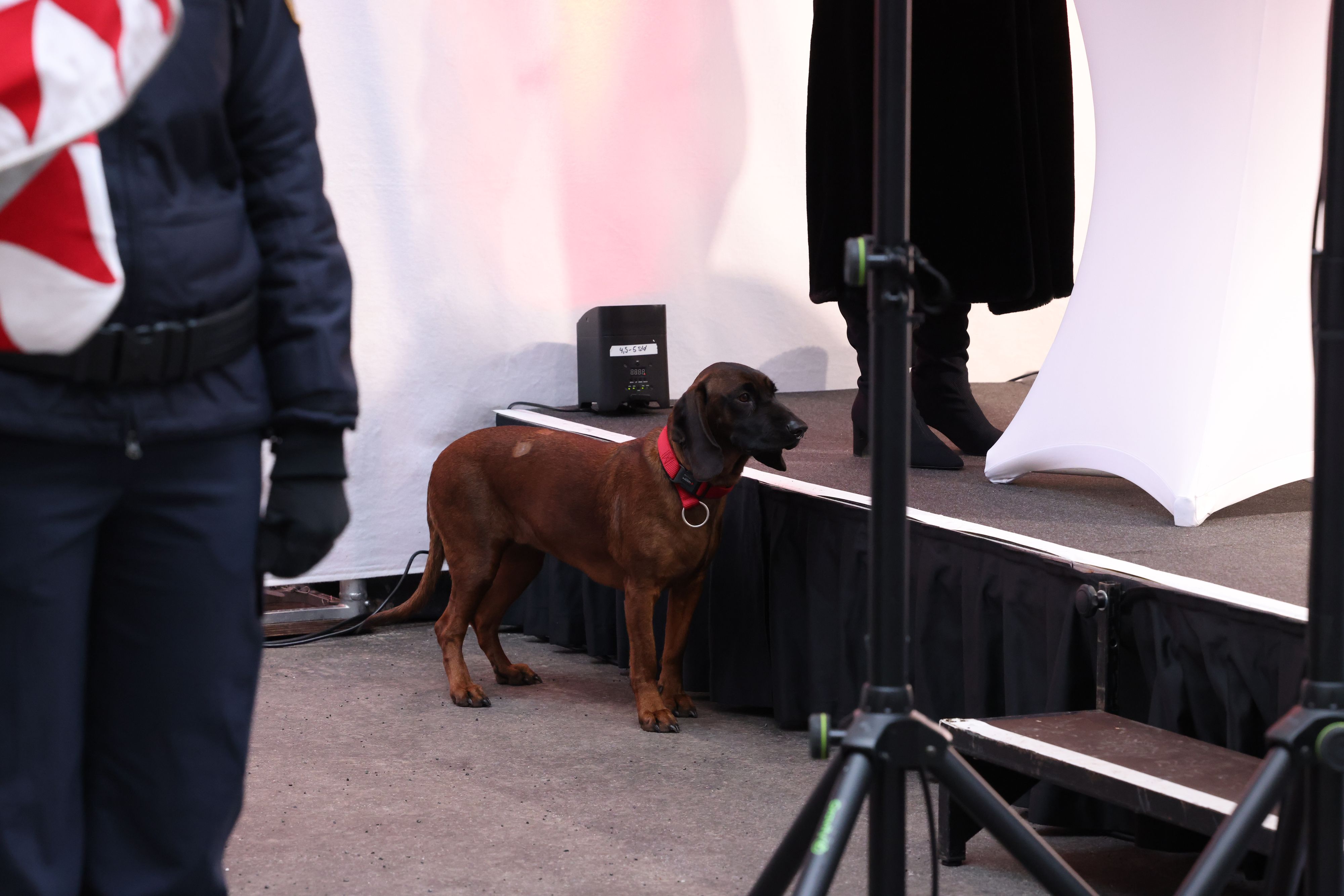 Fanny, die Hündin von Neo-Kanzler Nehammer, wollte augenscheinlich ins Rampenlicht.