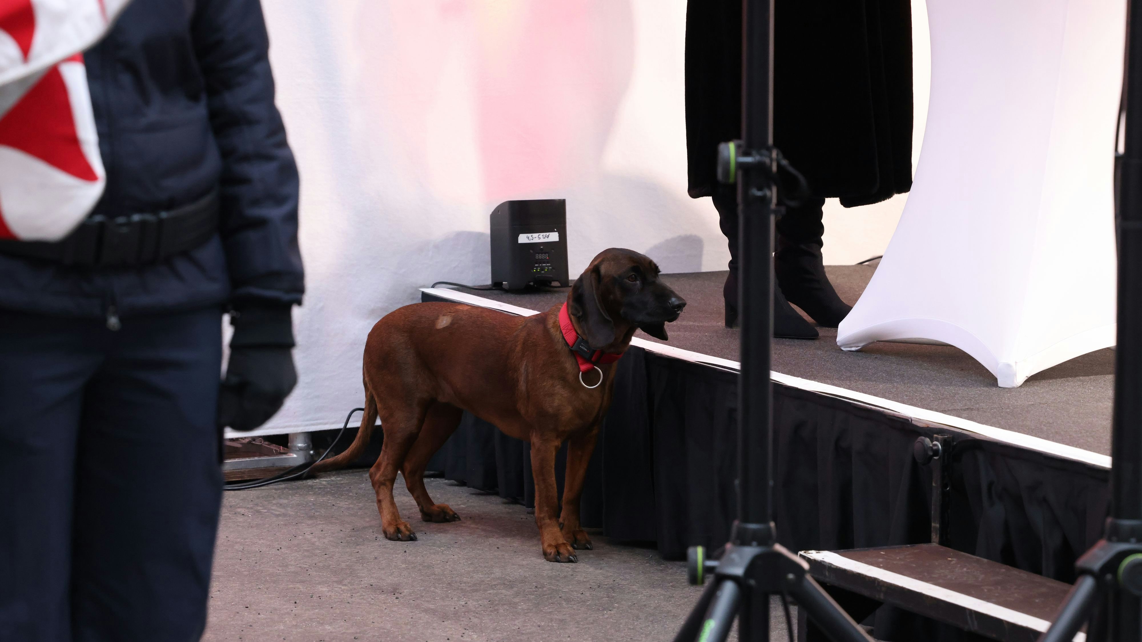 Fanny, die Hündin von Neo-Kanzler Nehammer, wollte augenscheinlich ins Rampenlicht.