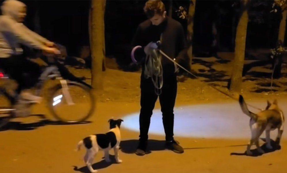 Dieser kleine Welpe im Vordergrund war glücklicherweise viel zu aufdringlich um ihn zu übersehen. 