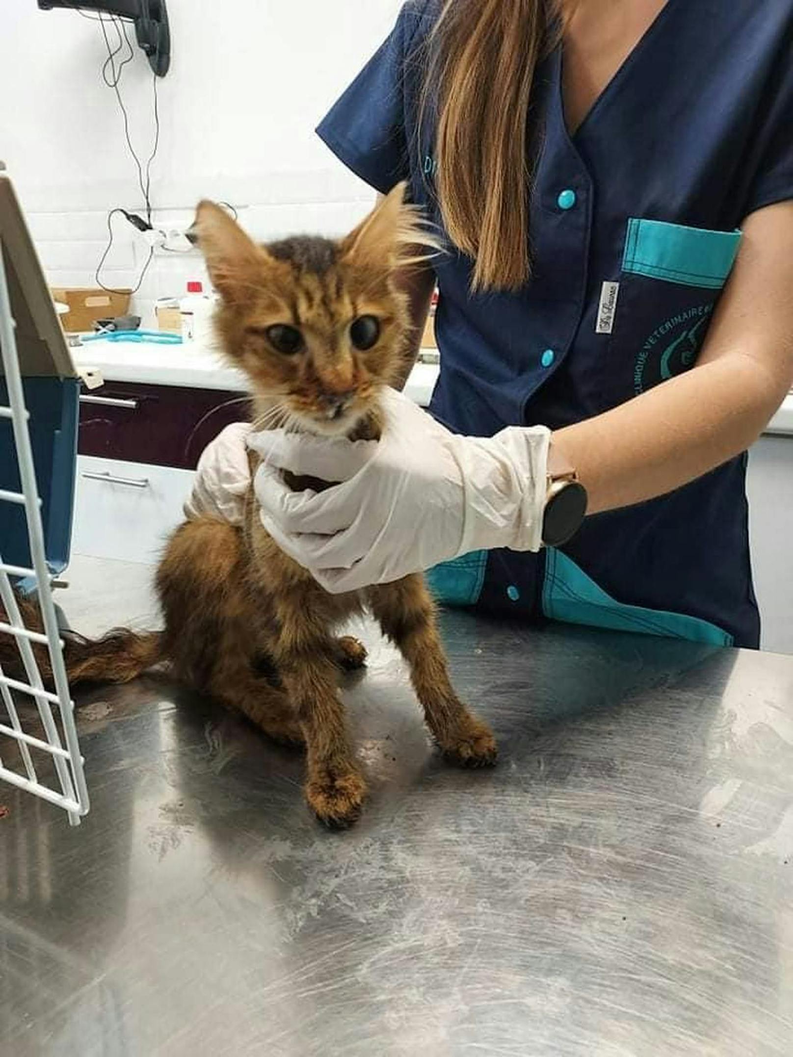 Völlig ausgemergelt wurden sie zu einem Tierarzt gebracht.&nbsp;