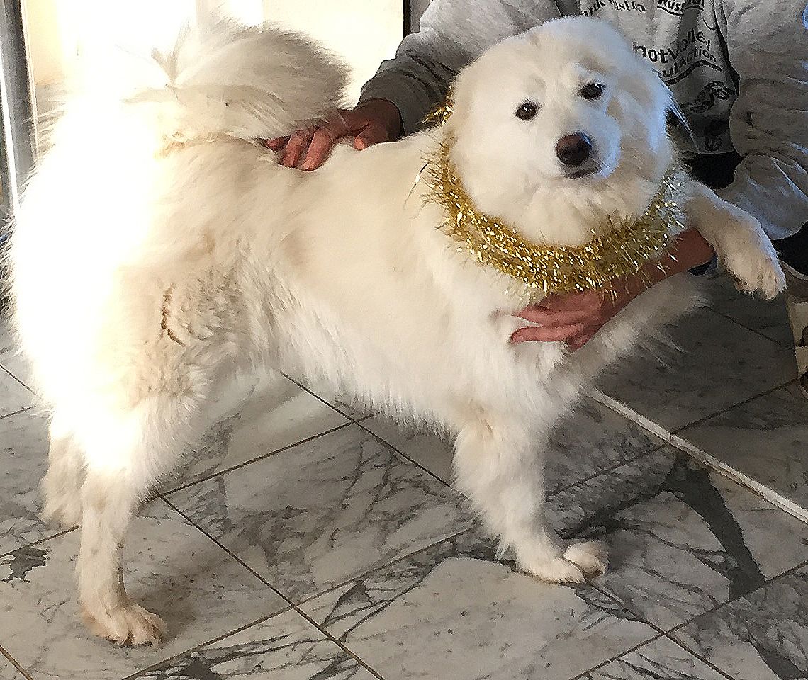 Hündin "Laika" ist wie vom Erdboden verschluckt.