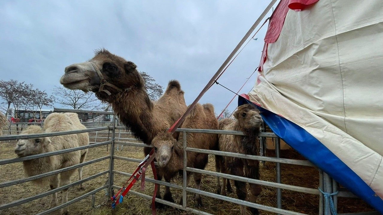 Trotz Ende des Lockdowns muss der Circus Candy auch nach dem 13. Dezember seine Pforten geschlossen halten. Die Zirkusfamilie hofft auf Spenden.