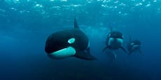 Ohrenbetäubende Ölsuche im Meer bedroht Wale