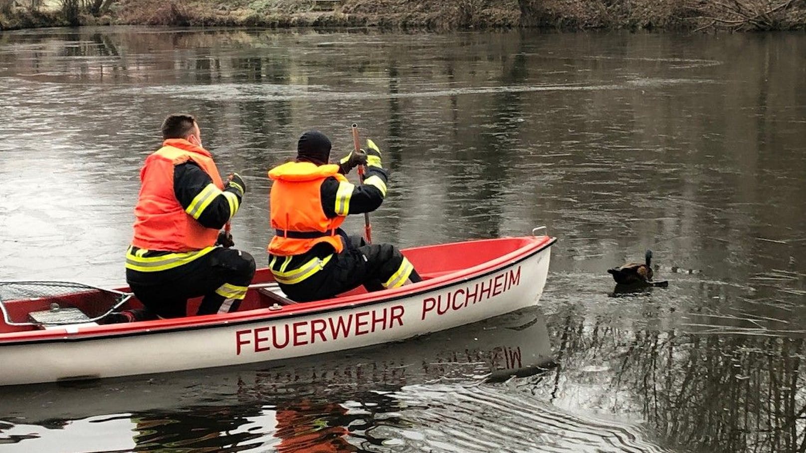 Auf einem Teich in Attnang-Puchheim fror die Ente fest, die Feuerwehr rückte an.