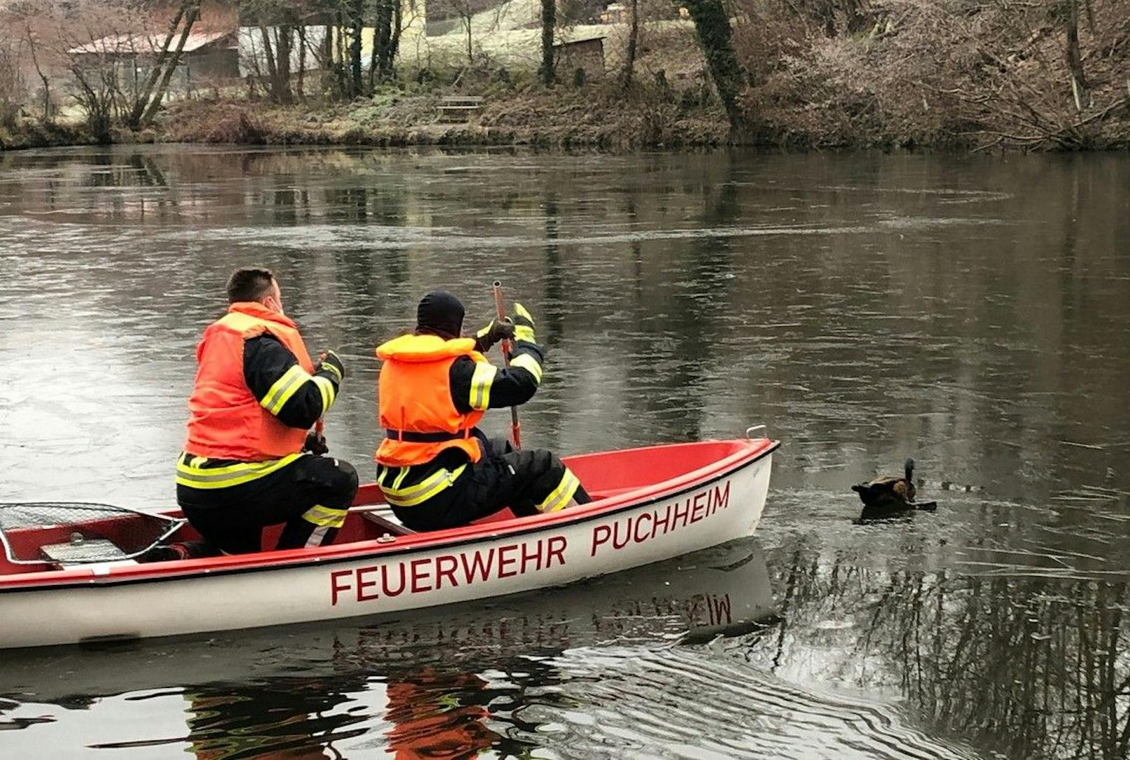 Ente auf Teich festgefroren – von Feuerwehr gerettet