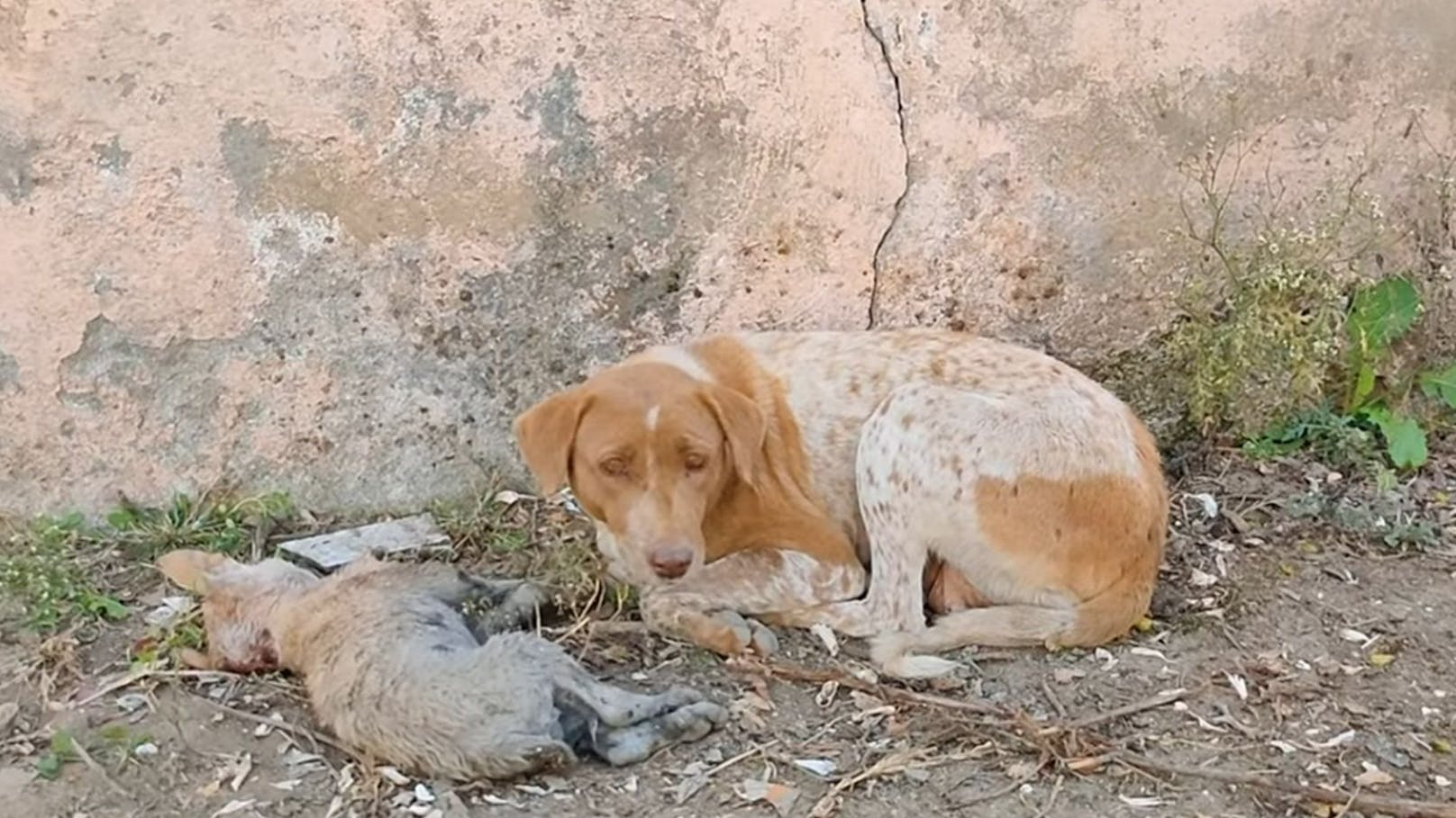 Ein Herz aus Gold. Diese Hundemami verließ ihren sterbenden Welpen keine Sekunde. 