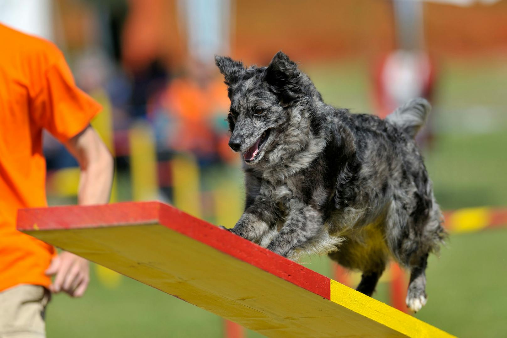 Der "<strong>Mud</strong>i" stammt aus Ungarn und ist ein Hüte- und Treibhund. Er ist für Hundesportarten super geeignet. 