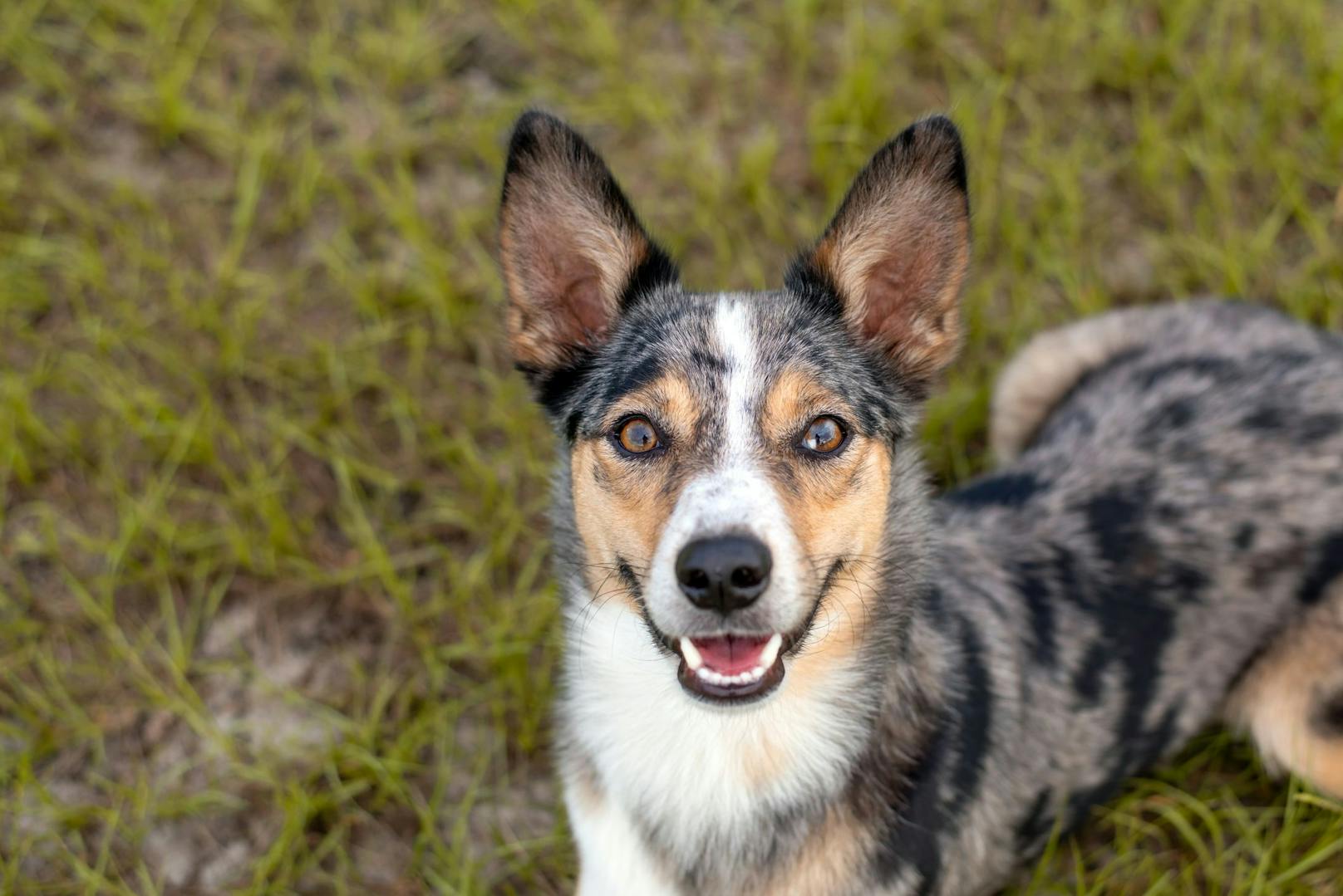 Der "<strong>Koolie</strong>" stammt aus Australien und ist ebenfalls ein Arbeitshund. 