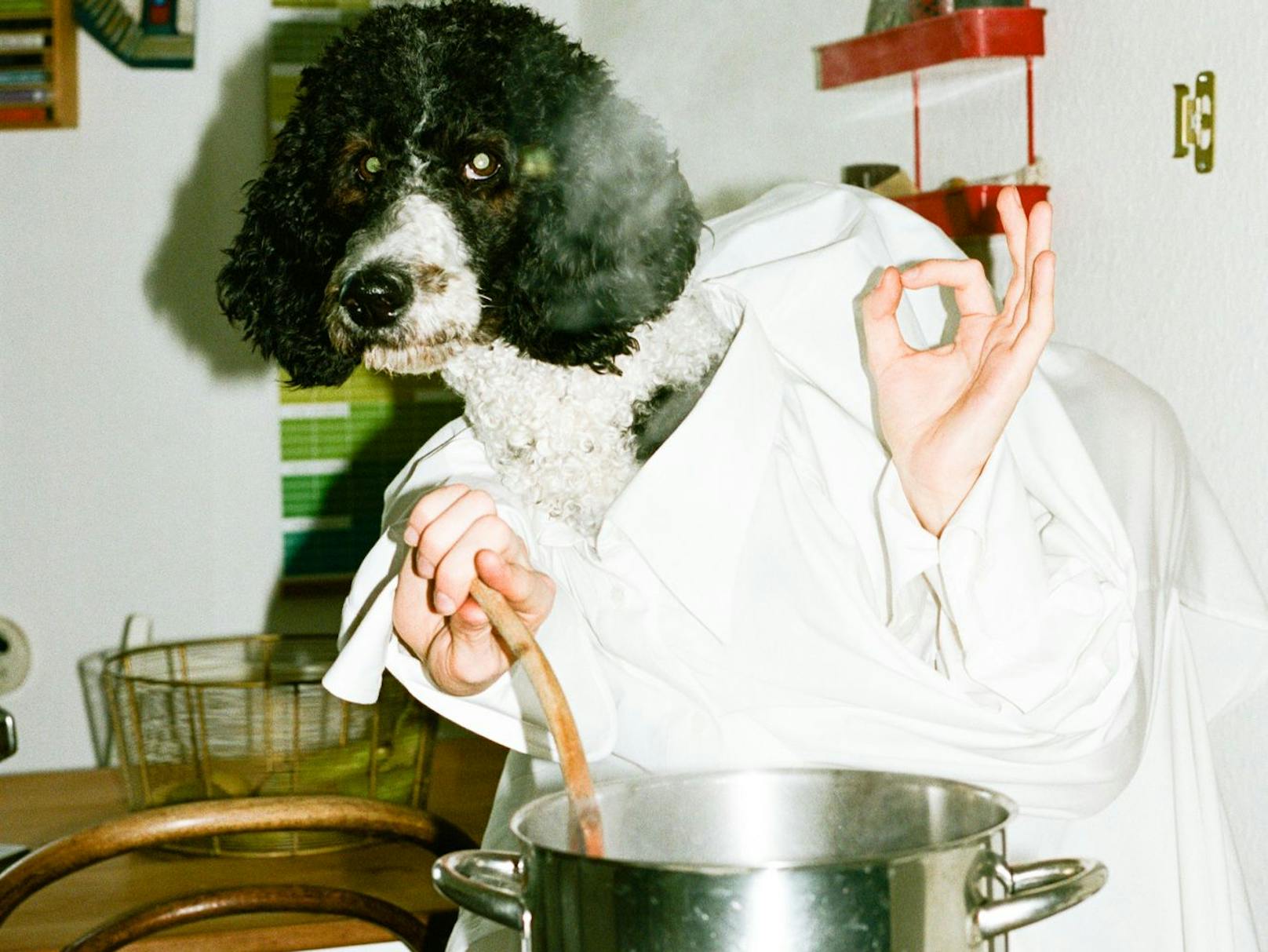 Für seinen Kalender "Doggystyle" lichtete der Wiener Fotograf Daniel Gebhart de Koekkoek zwölf Hunde ab. Hier zu sehen: Bertha, die ihre Suppe würzt.