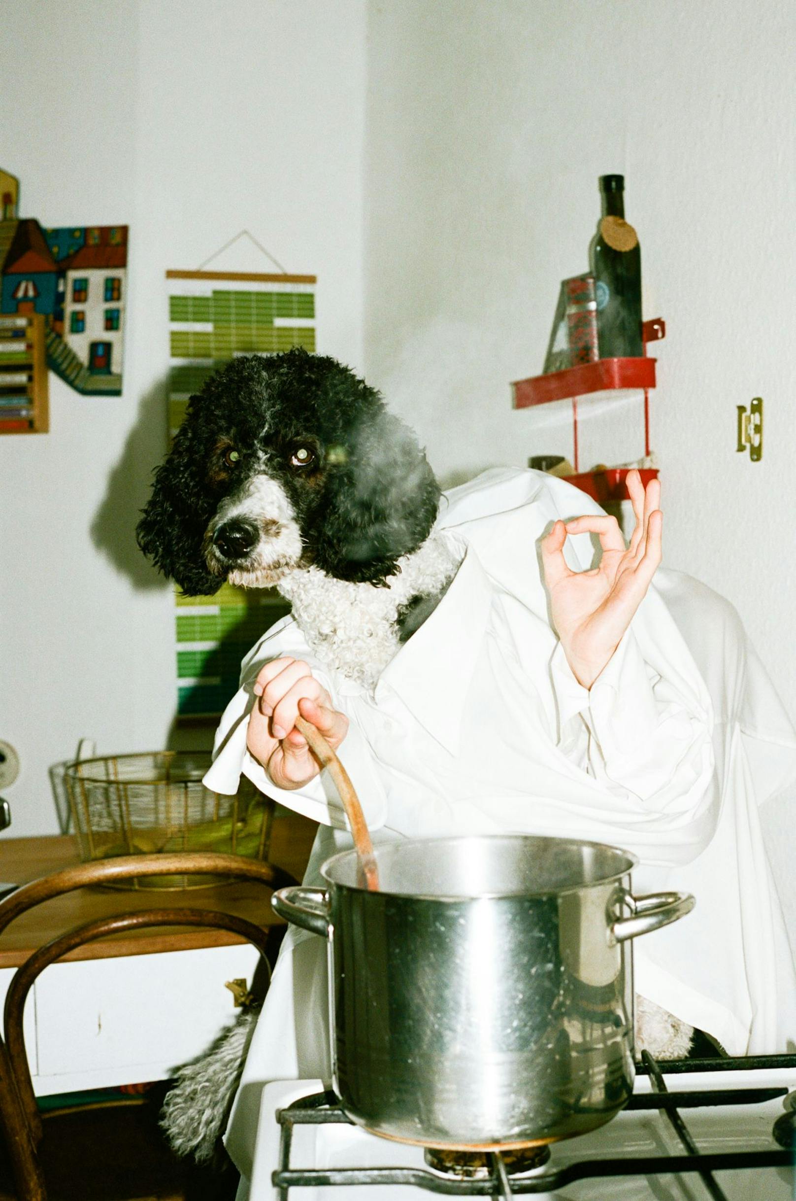 Dieser Kalender lässt Hunde kochen und Billard spielen