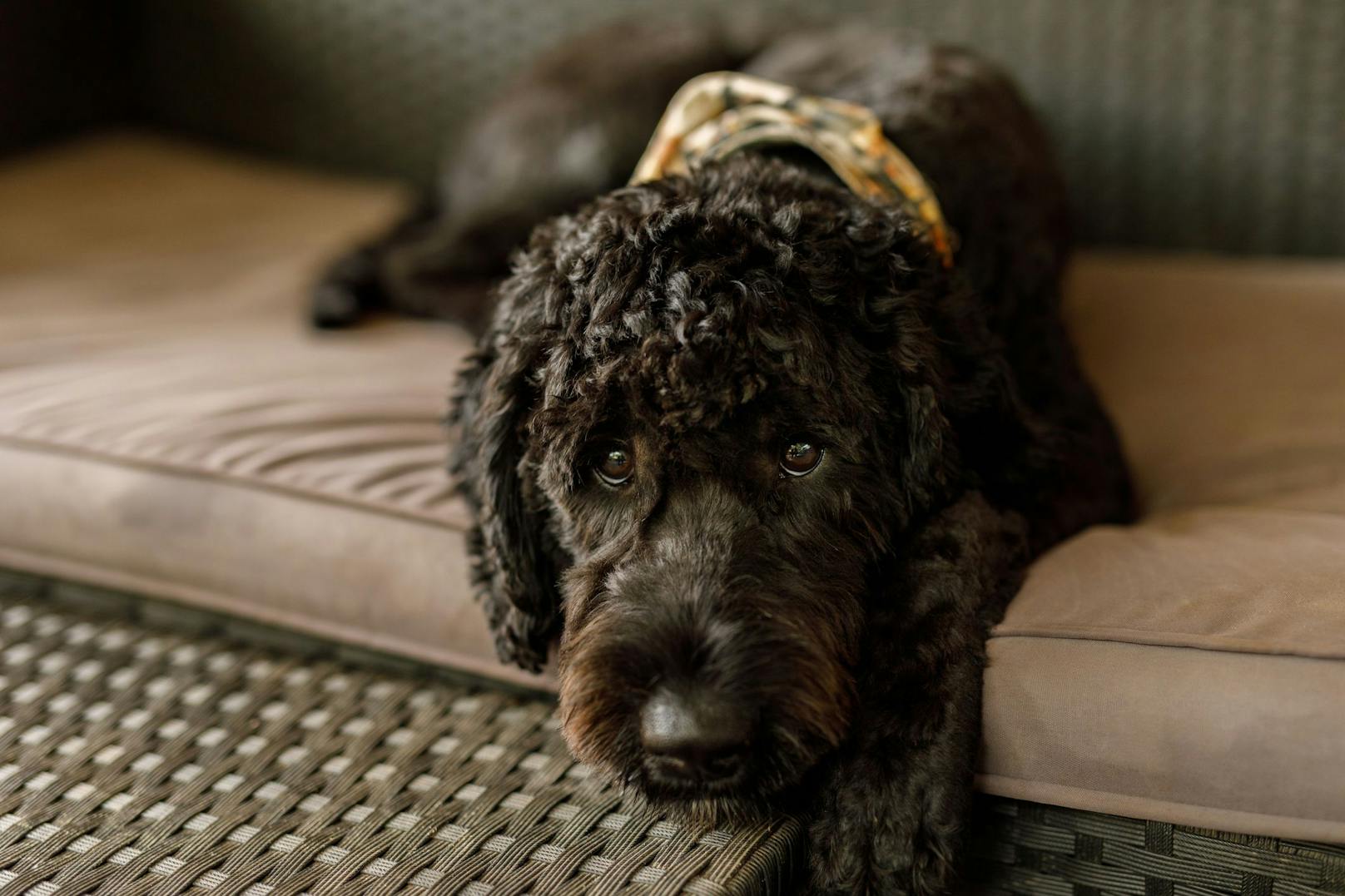 Beim "<strong>Australien Labradoodle</strong>" handelt es sich um eine Kreuzung von insgesamt fünf Rassen: Pudel, Irish Water Spaniel, Labrador, Amerikanischer und englischer Cocker Spaniel.  