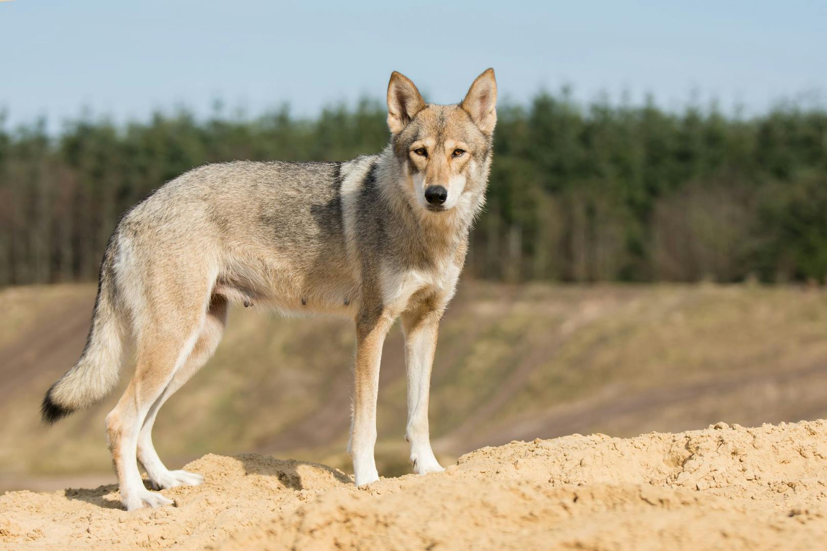 Der sogenannte "<strong>Tamaskan</strong>" ist eine vom FCI (Fédération Cynologique Internationale) NICHT anerkannte Hunderasse aus Finnland, die aus dem Motiv herausgezüchtet wurde, dem Wolf so ähnlich wie möglich zu sein. 