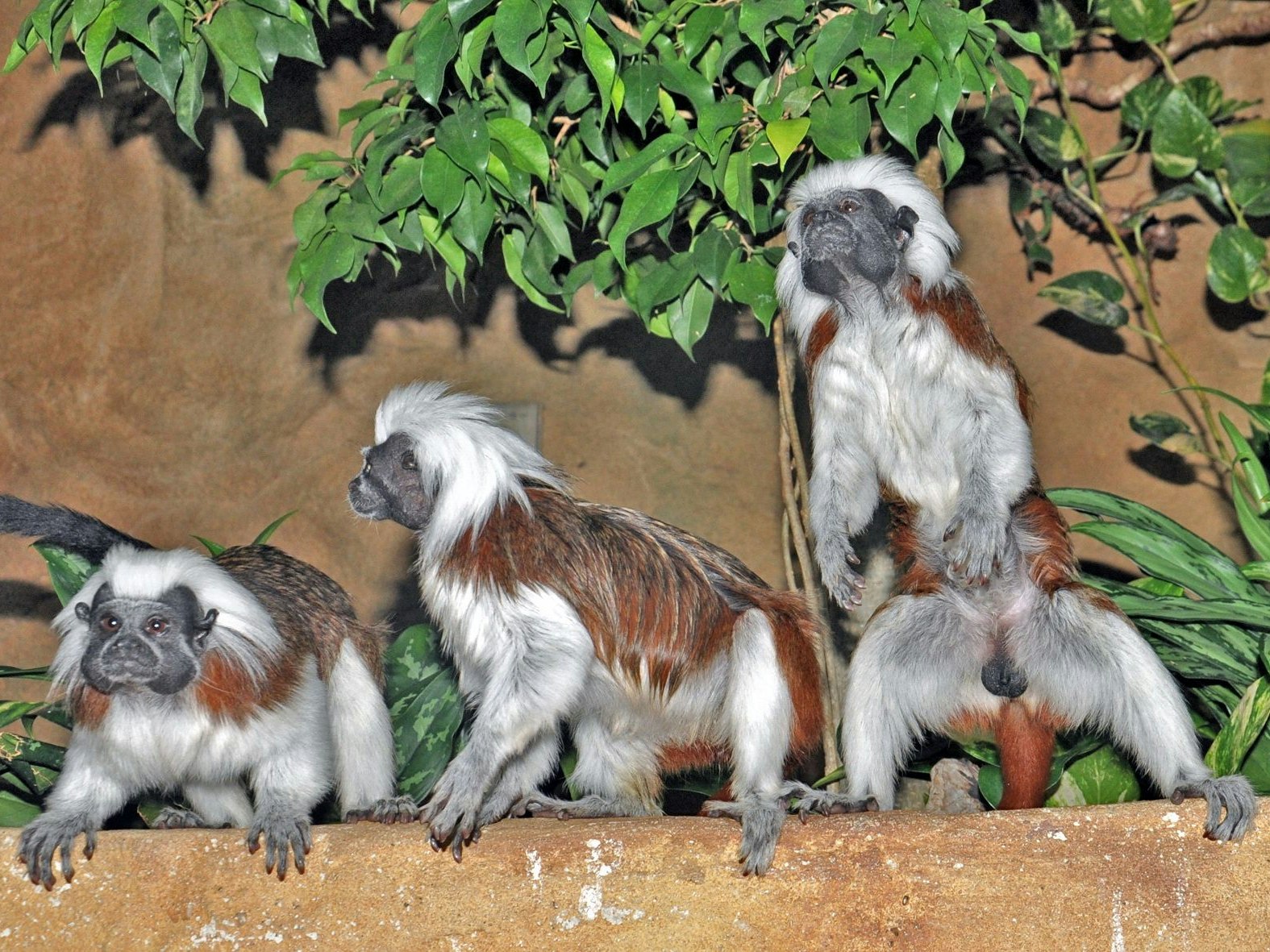 Auch die Lisztaffen halten im Haus des Meeres nach dem Lockdown nach ihren Besuchern Ausschau.