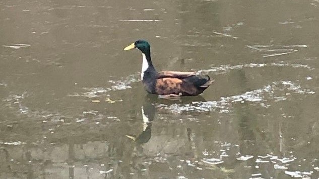 Die Ente war am Teich festgefroren.