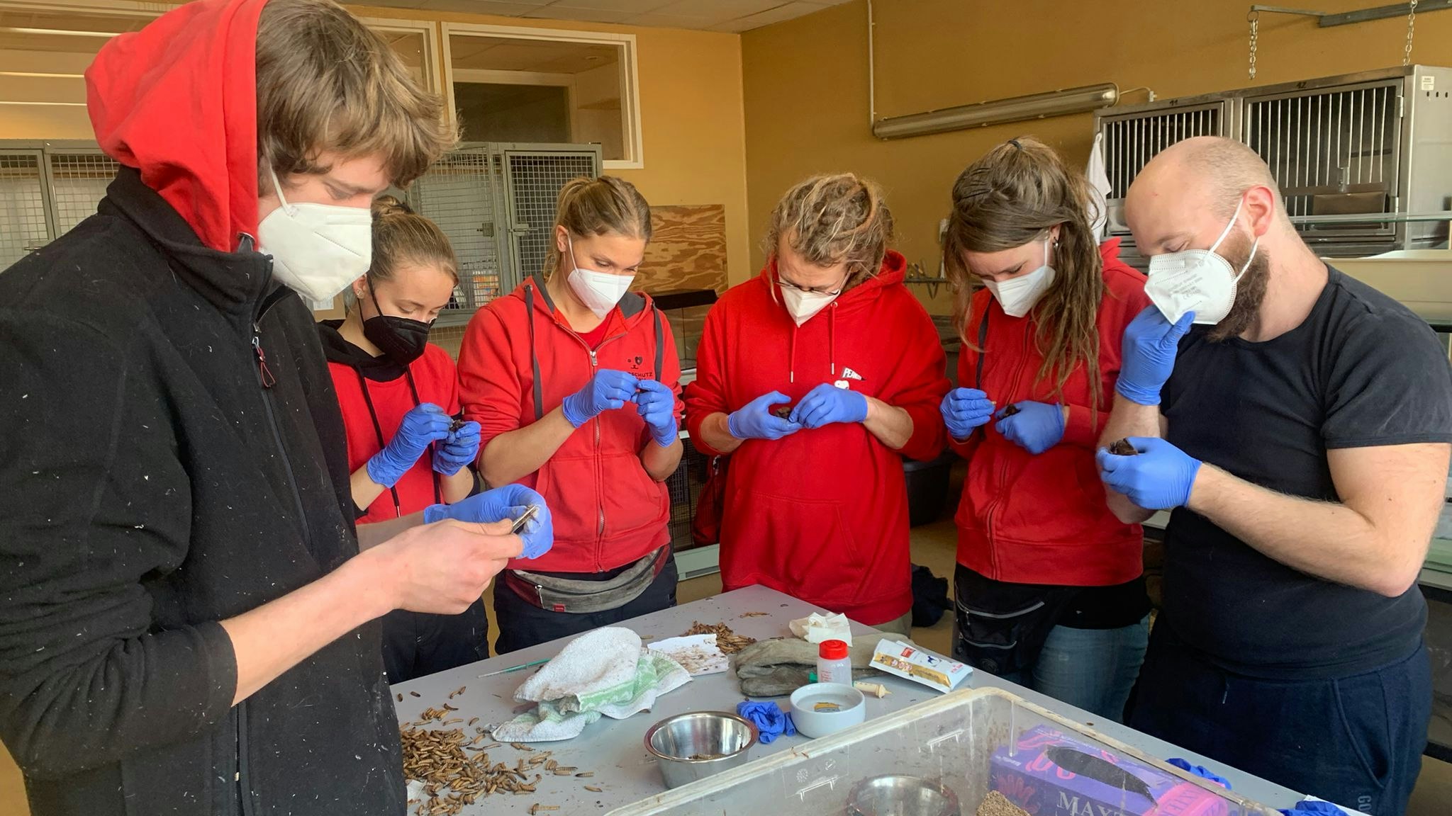 Seit dem 07. Dezember arbeiten die Mitarbeiter des Tierschutz Austria rund um die Uhr. 