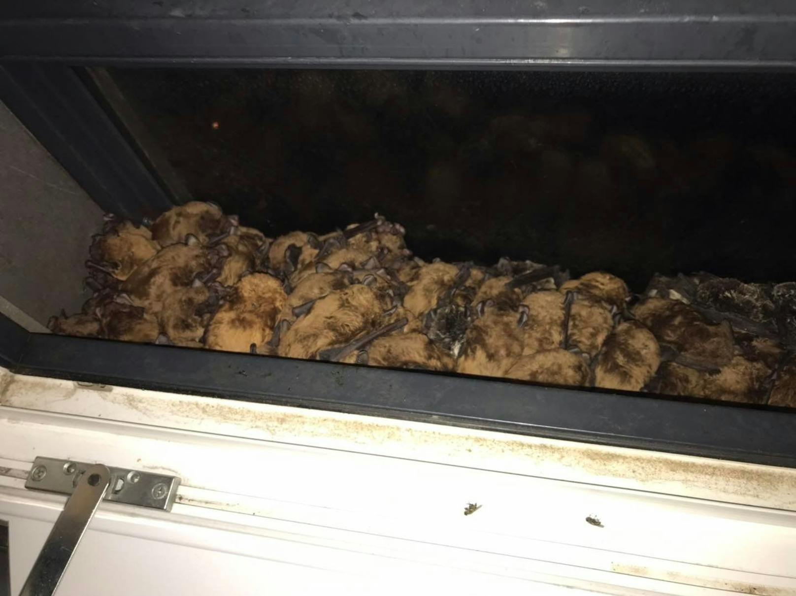 Die Fledermäuse lagen&nbsp;zwischen Fenster und Glasfassade.&nbsp;In ihrem Winterdomizil angekommen, haben sie sich jedoch einen Schlafplatz ausgesucht, aus dem sie selbstständig nicht mehr herauskamen.