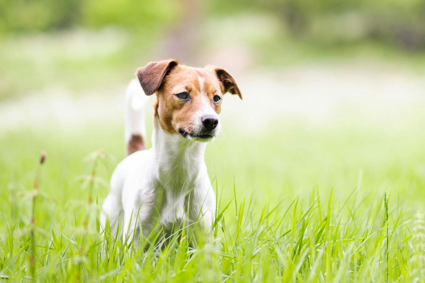 Der "<strong>Dänisch-Schwedische Farmhund</strong>" erinnert ein bisschen an einen Jack-Russel-Terrier, ist aber mehr mit einem Pinscher als mit einem Terrier verwandt. Er war ein beliebter Rattenfänger. 