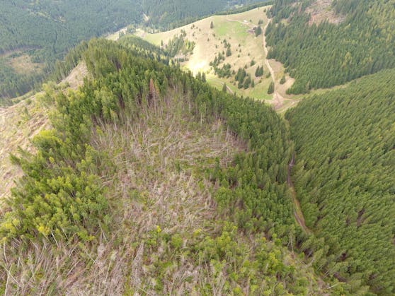 Die Spende für 1.300 Bäume geht an ein Aufforstungsprojekt in Rumänien.