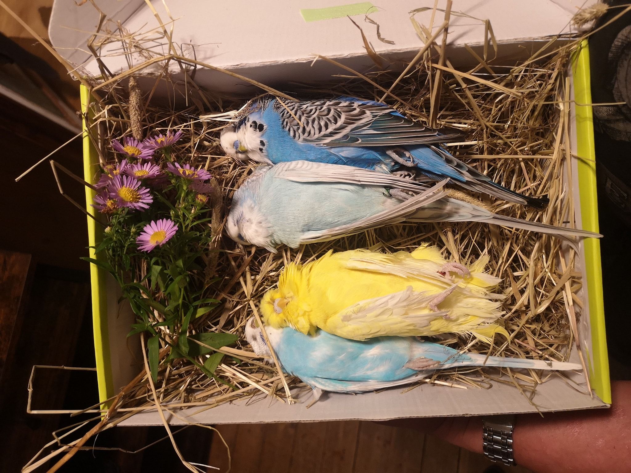 Die Sittiche "Kajsa", "Vivvi", "Kaj" und "Bubis" fielen den gefährlichen Dämpfen der Pyrolyse-Funktion zum Opfer