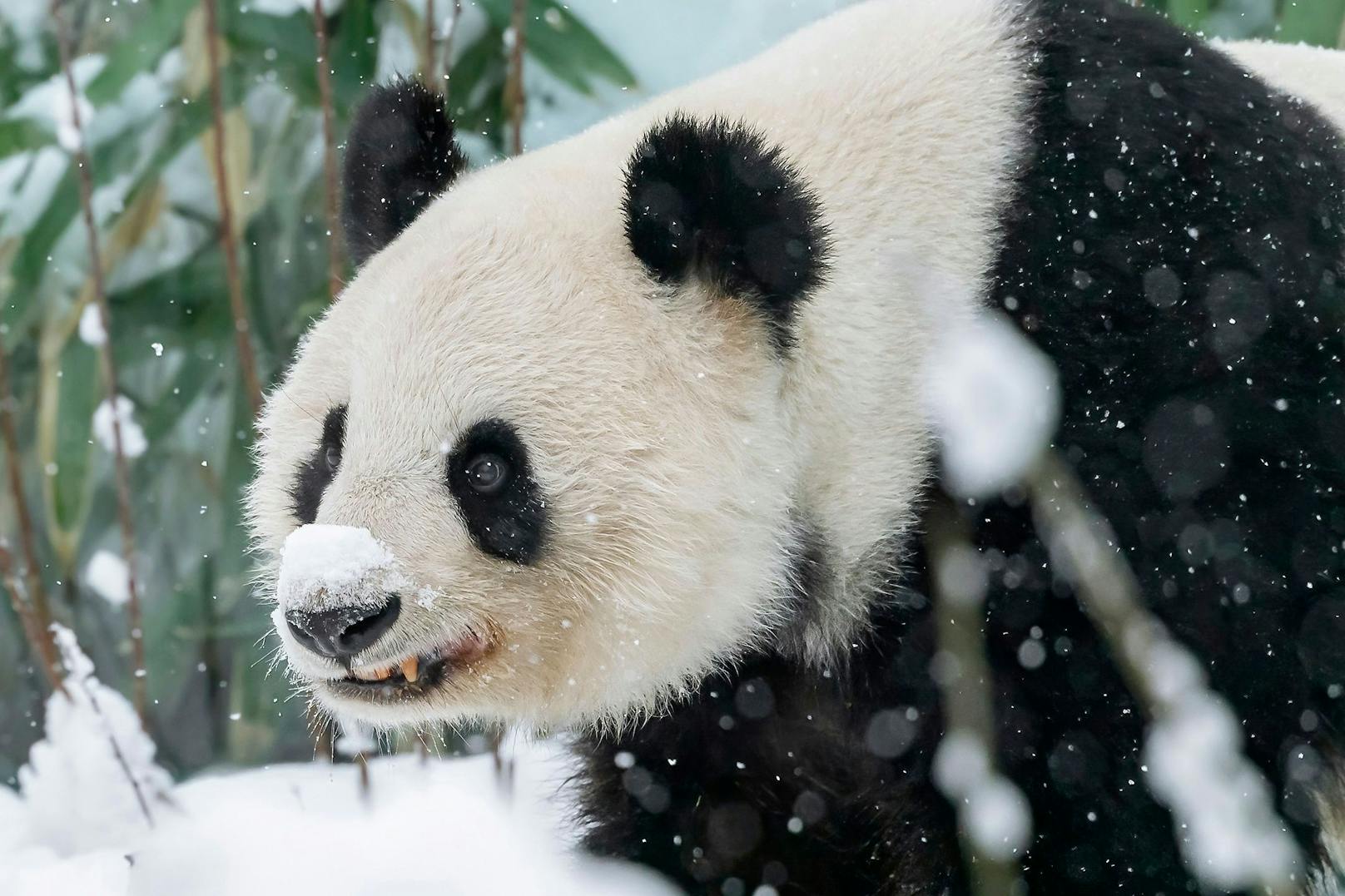Der große Panda sieht doch putzig aus, mit seinem Schneeschipperl auf der Nase, oder? 