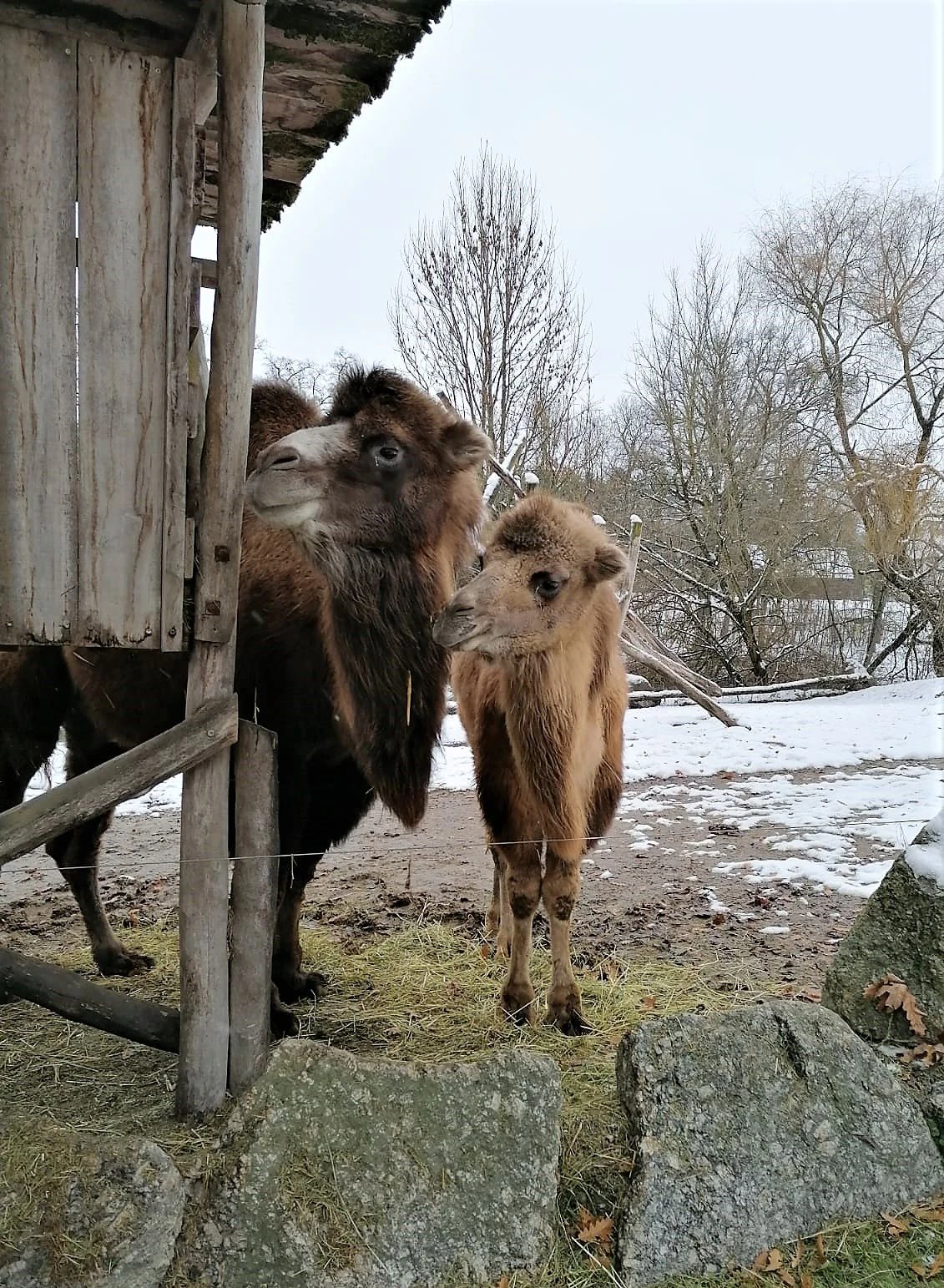 Die Tiere warten schon auf die Besucher.