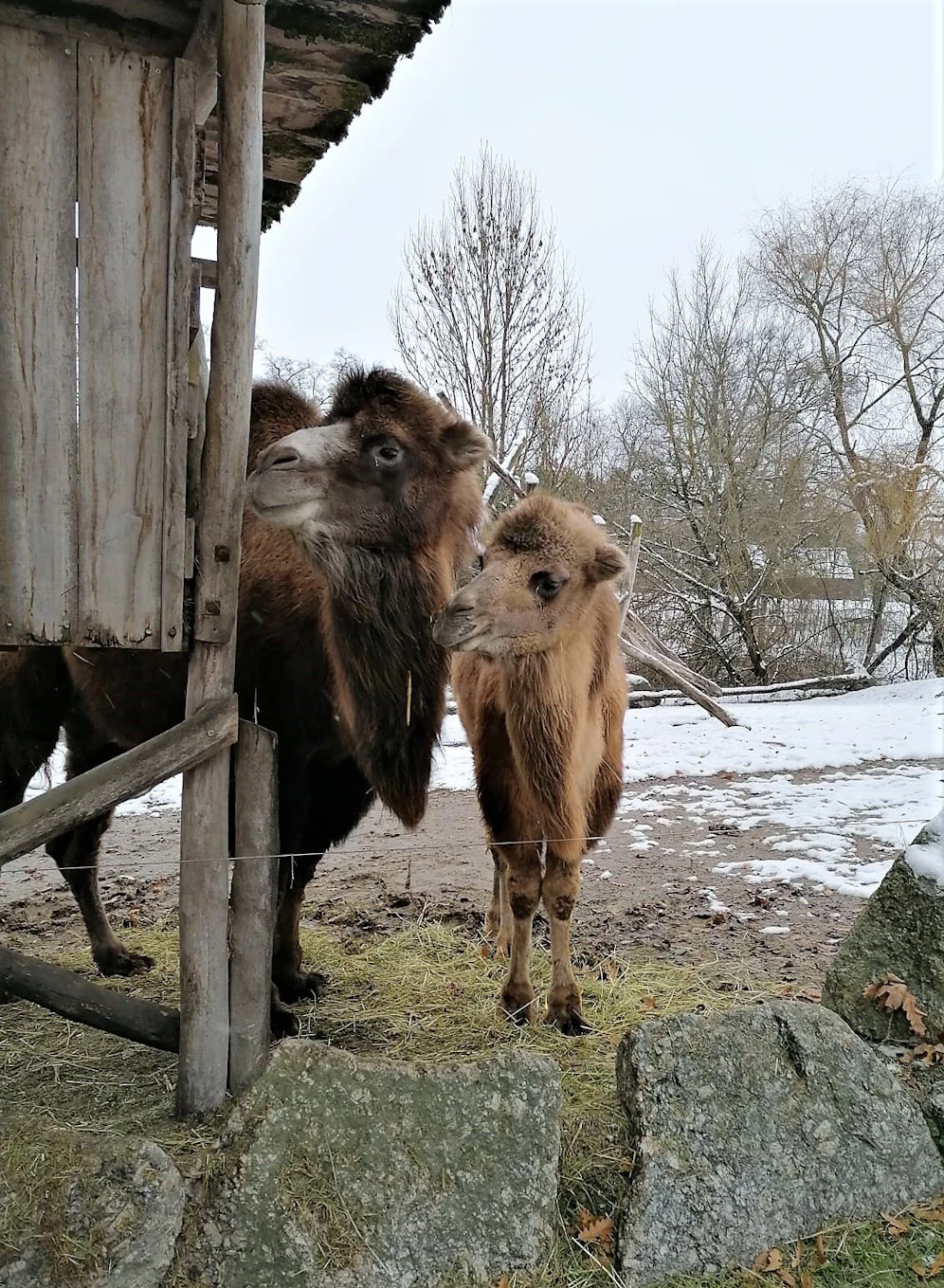 Die Tiere warten schon auf die Besucher.