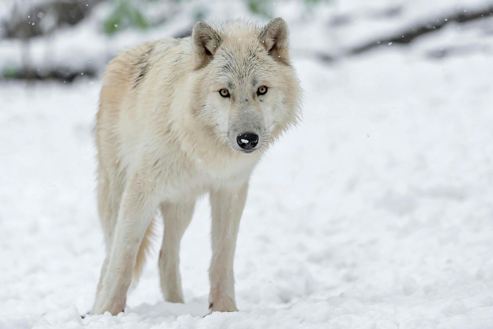 Für den Wolf ist Schnee natürlich nichts ungewöhnliches. G'hört dazu. 