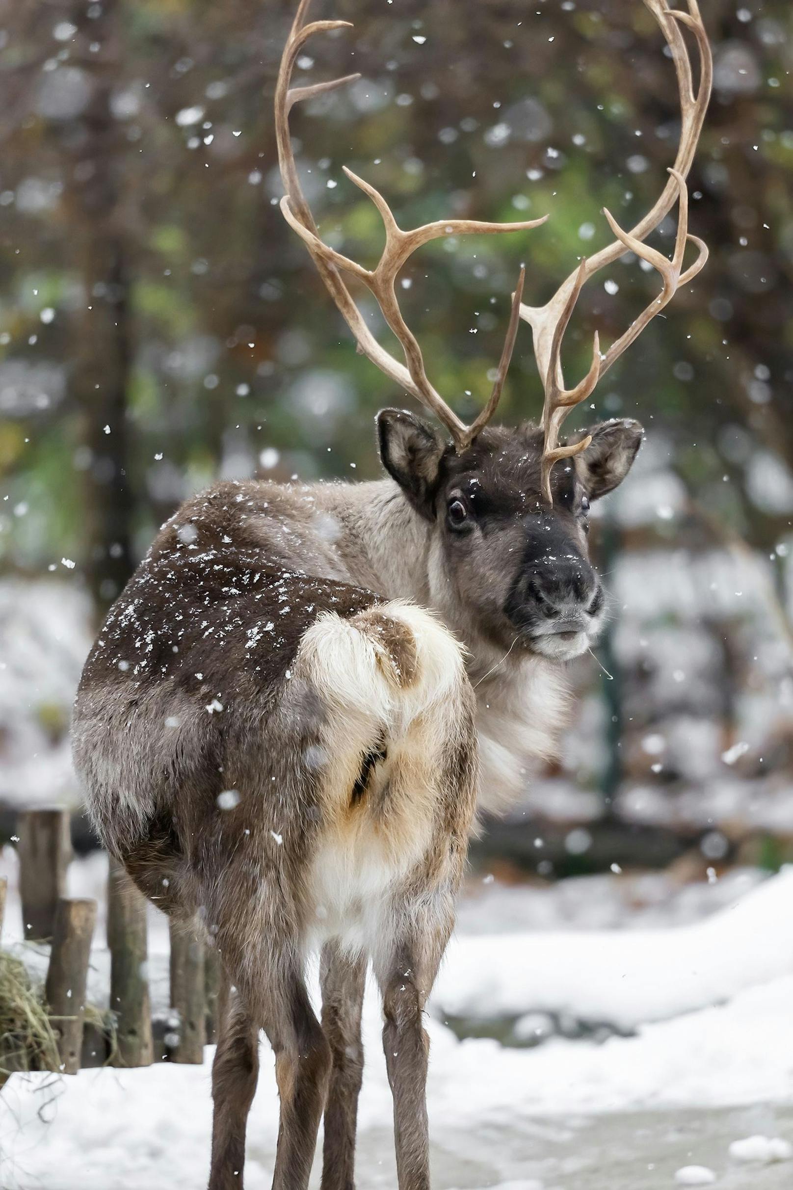Ein Rentier im Tiergarten freut sich auch über die Schneeflocken. 