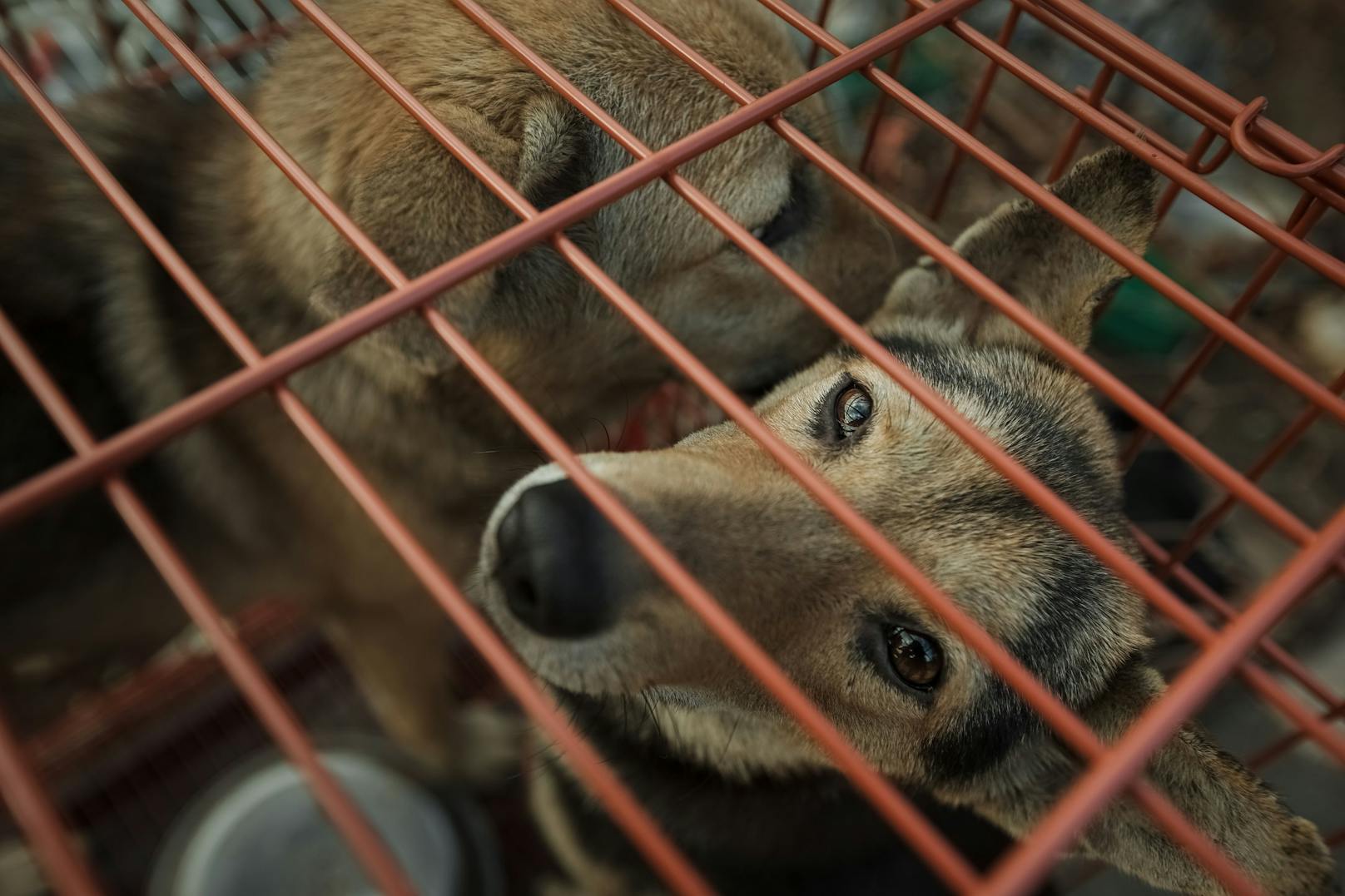 Erste Stadt in Vietnam verbietet endlich Hundefleisch