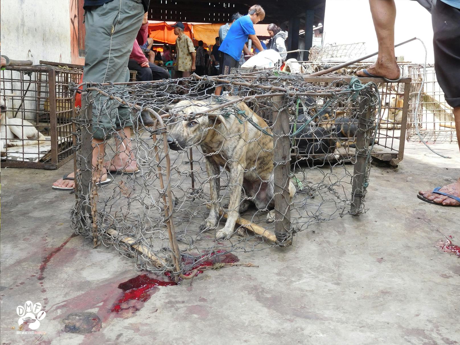 In einem historischen Abkommen hat das Volkskomitee der Touristen-Stadt Hoi An (Vietnam) in Zusammenarbeit mit der Tierschutzorganisation mit Sitz in Wien eine Absichtserklärung unterzeichnet, um den Handel von Hunde- und Katzenfleisch in der Stadt zu verbieten.