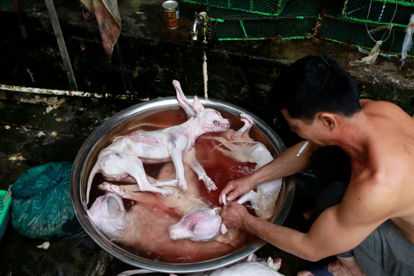 In Vietnam werden jedes Jahr sechs Millionen Haustiere aus ihren Häusern und Gemeinschaften gestohlen.