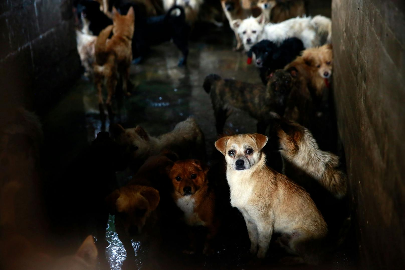 Auch in Vietnam werden Haustiere immer mehr als Familienmitglieder angesehen. 