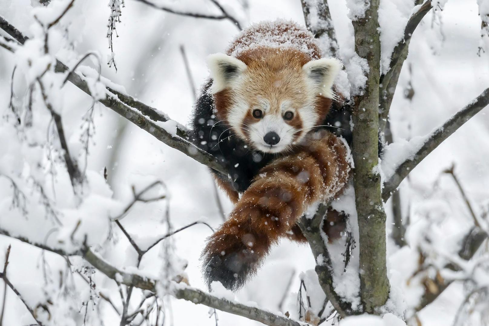 Der Tiergarten Schönbrunn öffnet wieder: Besucher freuts, denn bei den aktuell kühleren Temperaturen sind die zuckersüßen Roten Pandas aktiver als sonst.