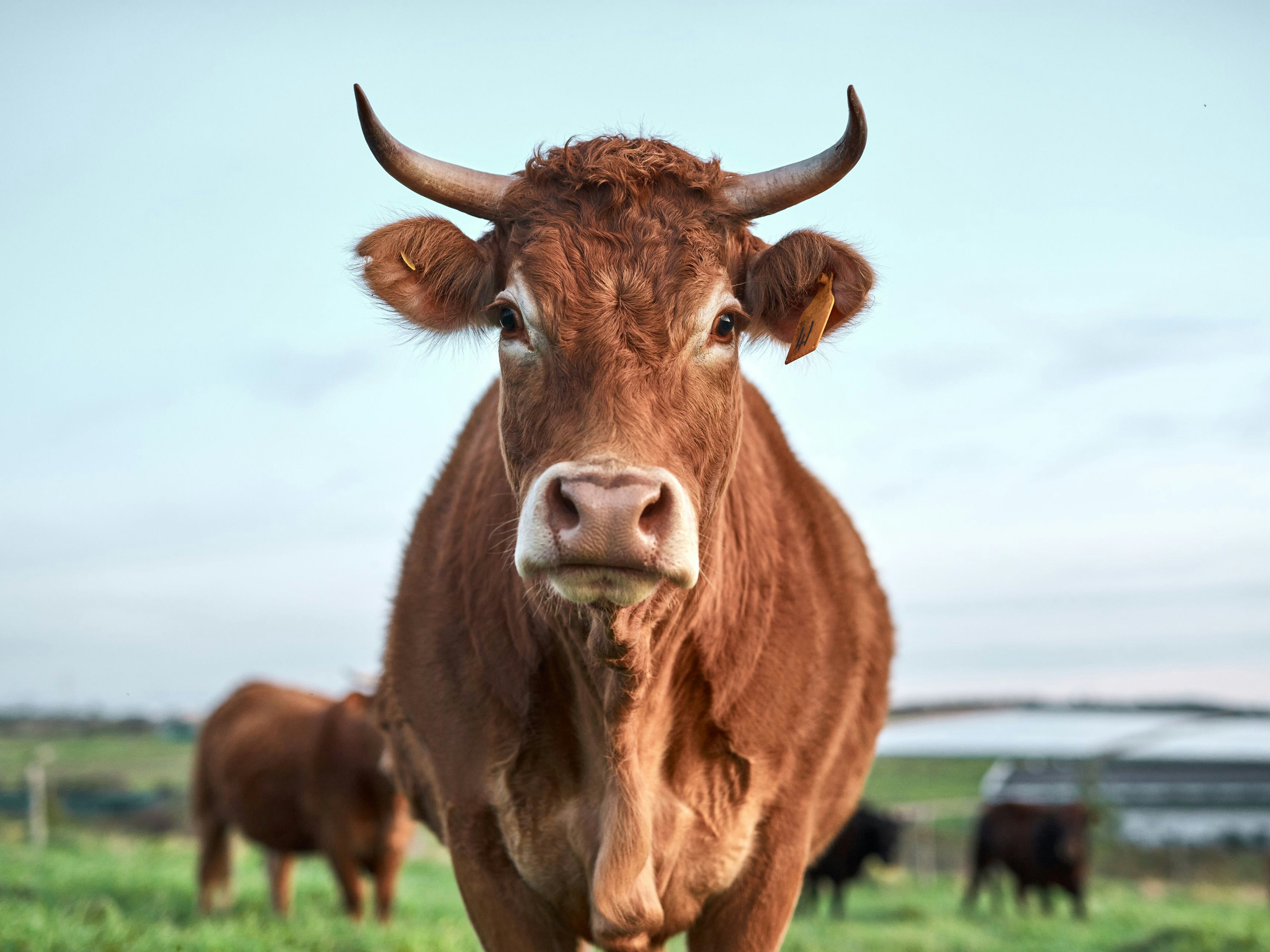 Shot of a herd of cows on a farm