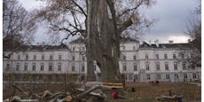 200 Jahre alter Baum gefährdete Sängerknaben in Wien