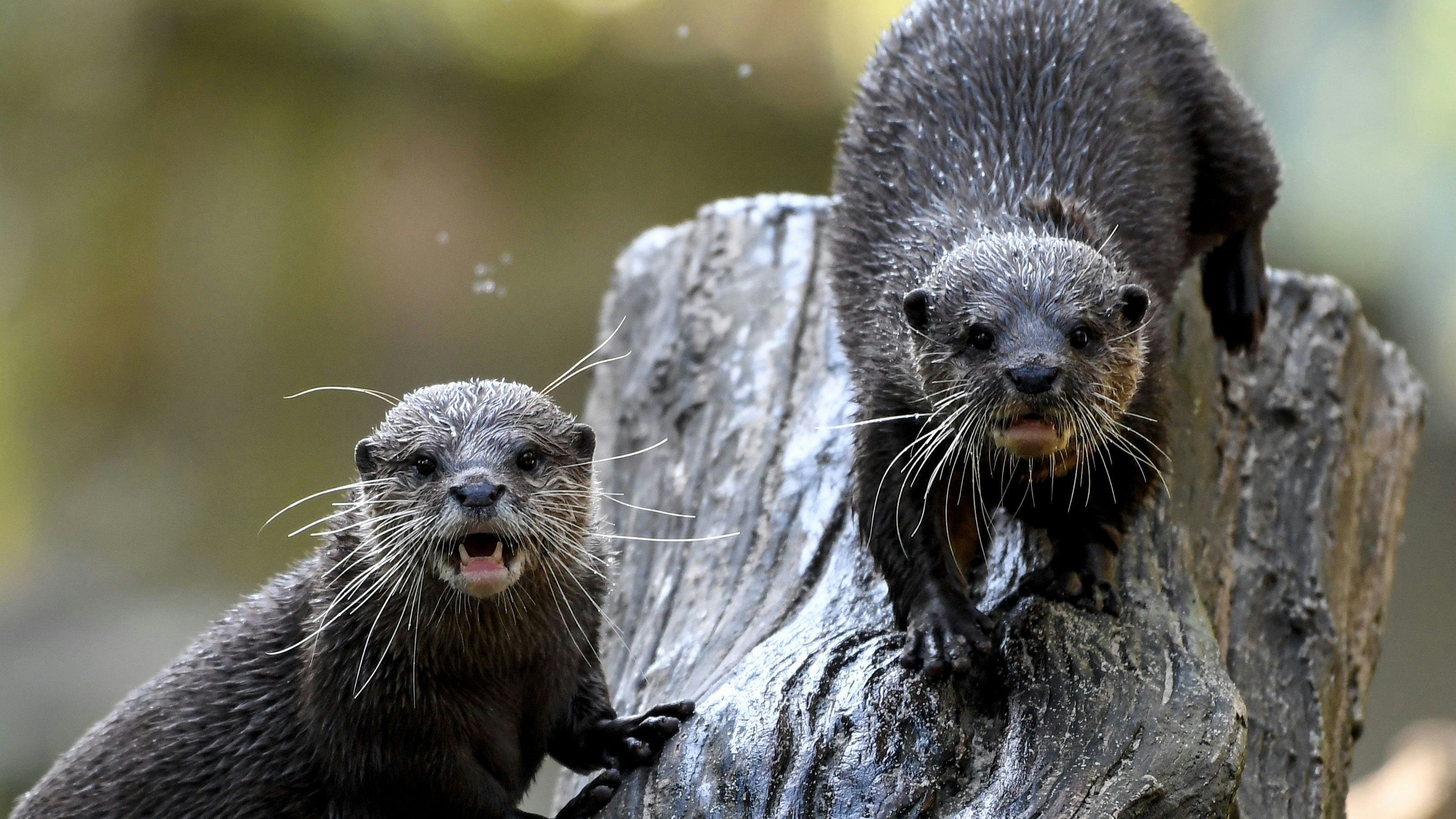 Heute.at - 20 Otter haben mich fast zu Tode gebissen