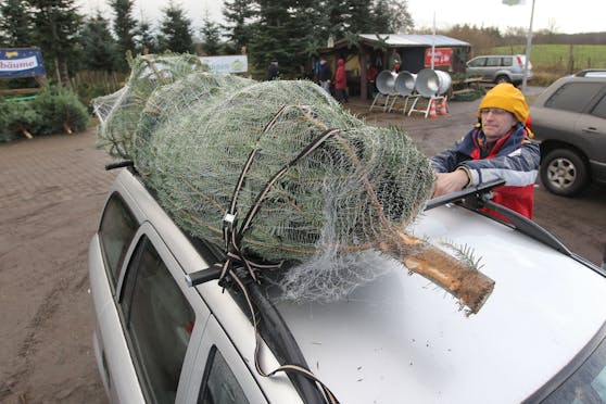 So befestigt man den Christbaum richtig.