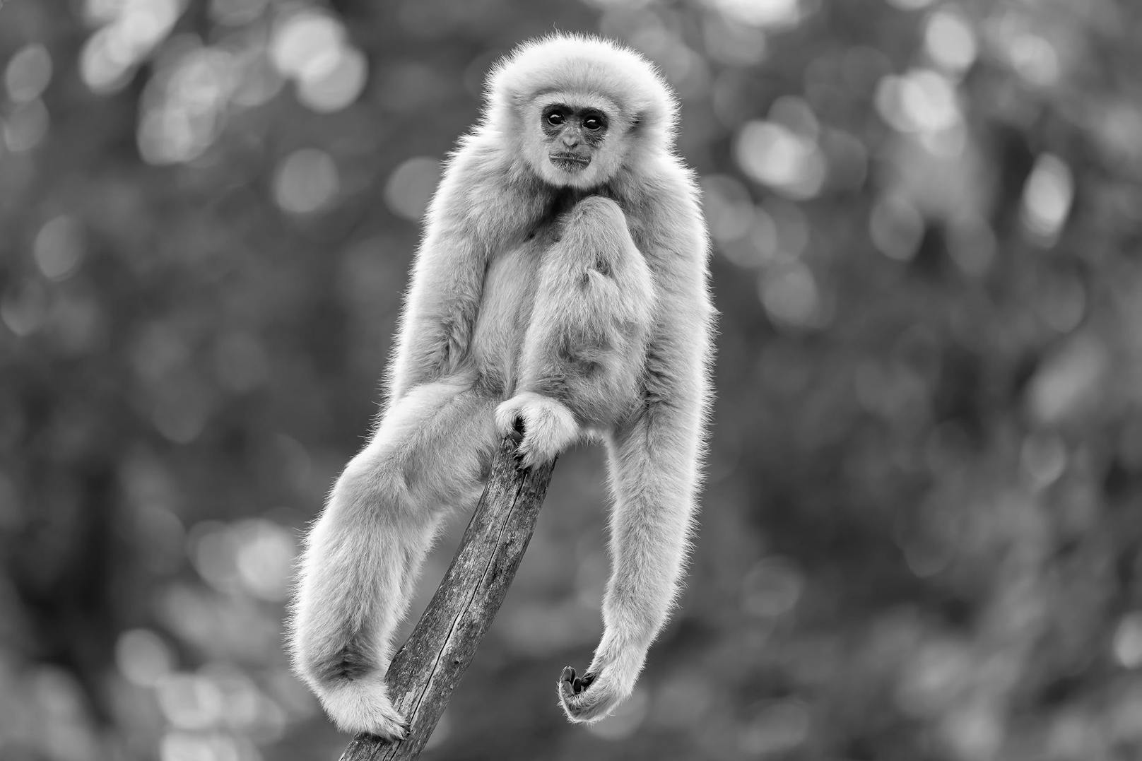 Ein tragischer Unfall führte zum Ertrinken des Gibbon-Jungtieres im Tiergarten Schönbrunn.