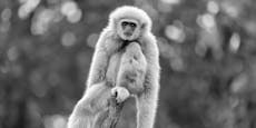 Schock in Schönbrunn! Gibbon-Baby ertrunken