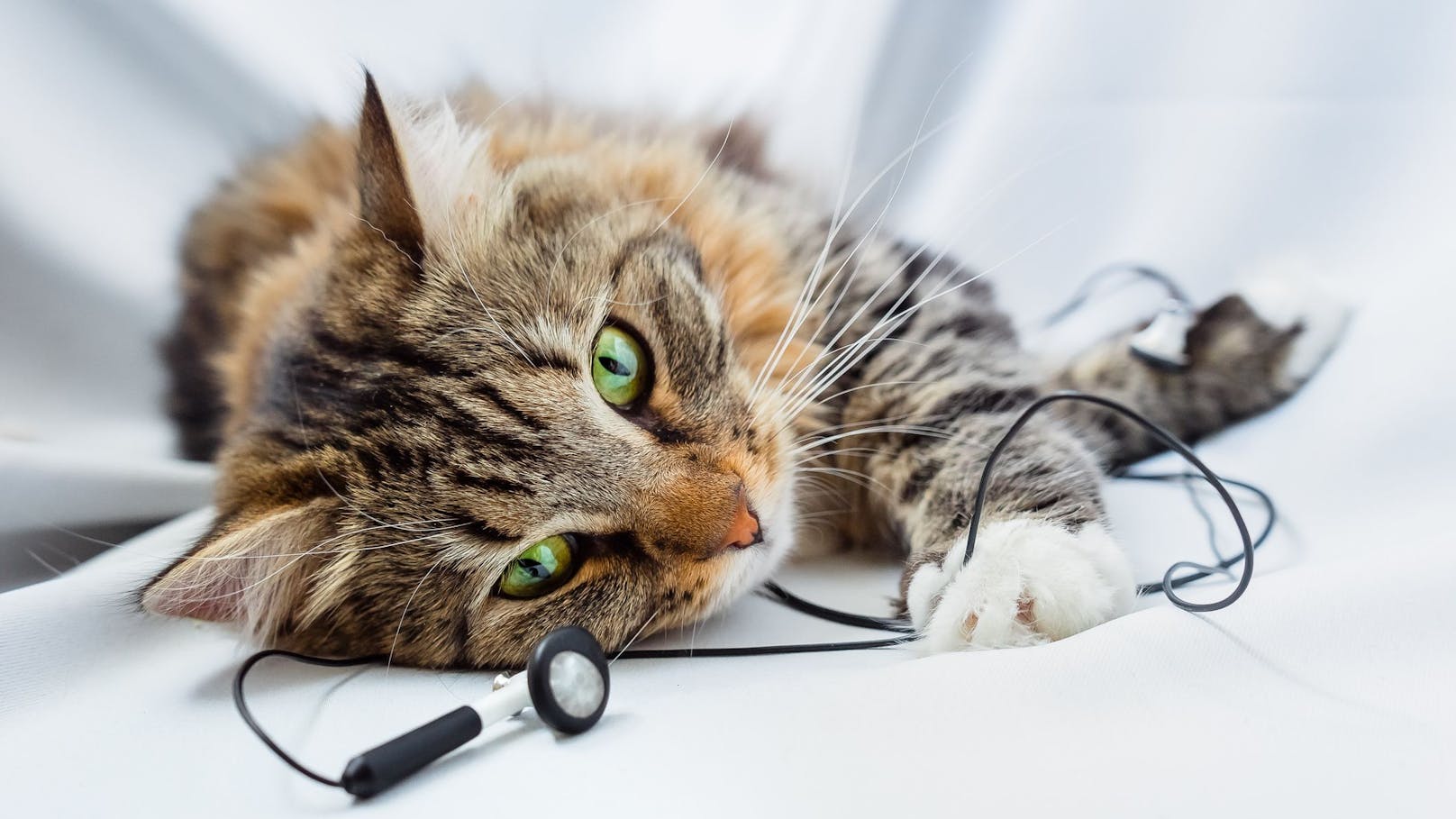 Artgerechte, musikalische Kompositionen für Katzen? Forscher sagen: "Ja, es wirkt!" <br>