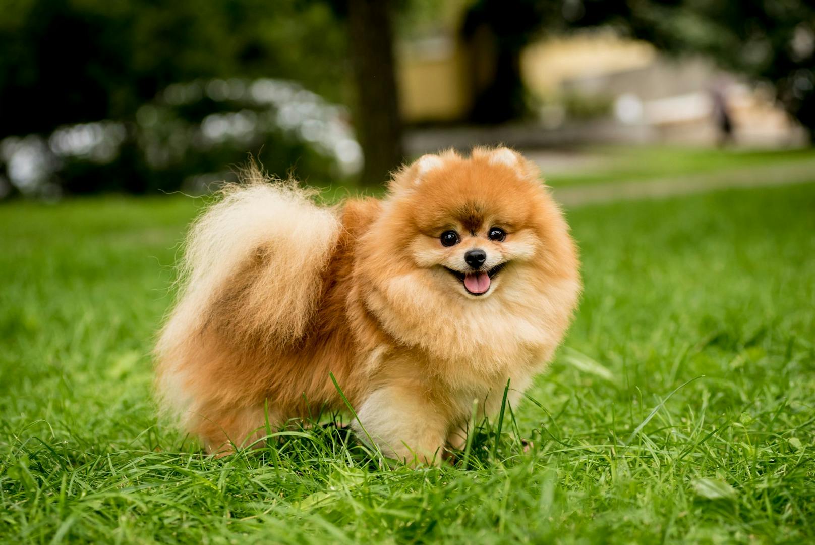 Der Pomeranian, besser bekannt als Zwergspitz ist für seine Frohnatur bekannt.