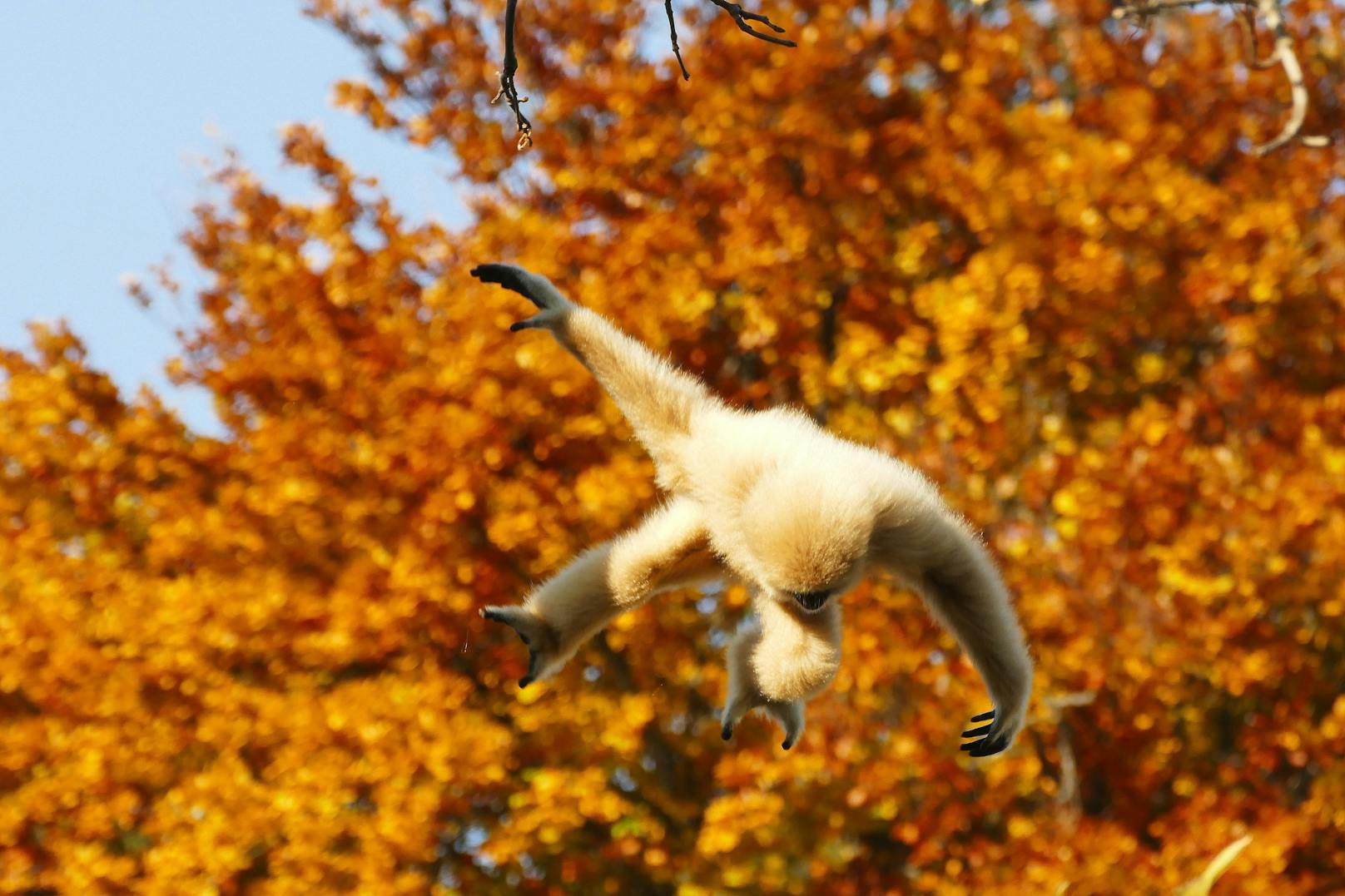 Gerne fotografierte sie den Gibbon im Tiergarten Schönbrunn