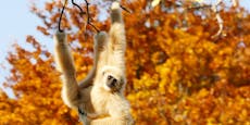 "Heute"-Leserin teilt letzte Fotos von Gibbon-Affen